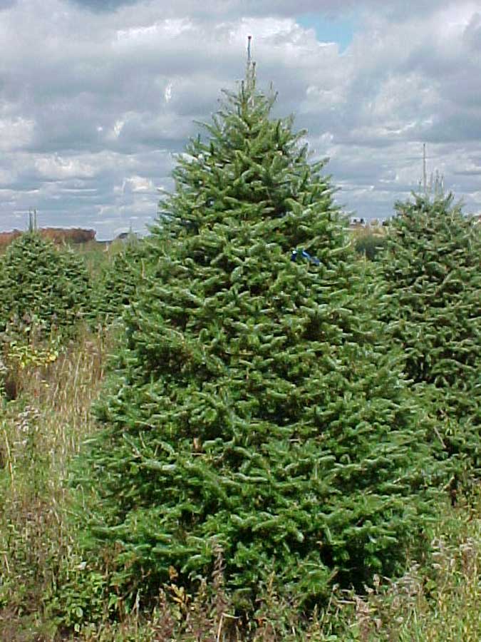 Sapin baumier régulier no1 6 pieds