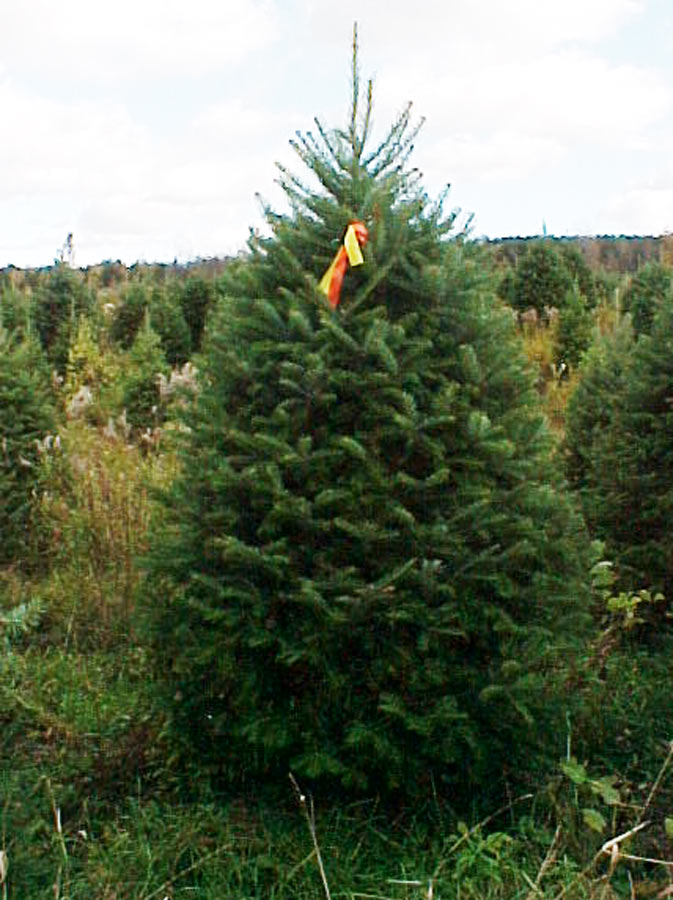 Sapin baumier Premium 5 pieds