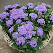 ageratum Aloha