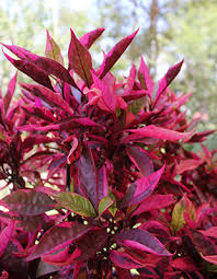 althernanthena brezilian red hot