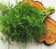 plant d'aneth