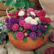 aster de patio