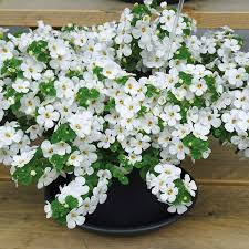 bacopa blanc