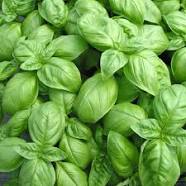 plant de basilic