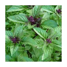 plant de basilic cannelle