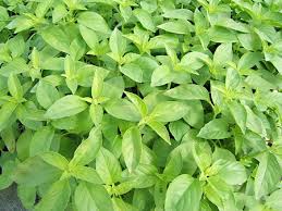plant de basilic citron