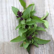 plant de basilic thaï