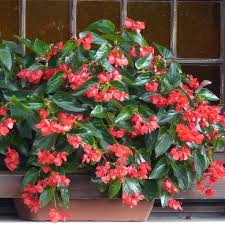 bégonia aile de dragon rouge douzaine