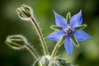 plant de bourrache