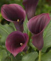 calla rose pot de 4 pouces