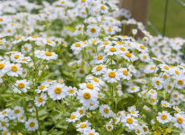 plant de camomille