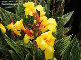 canna striped beauty