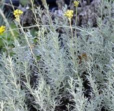 plant de cari