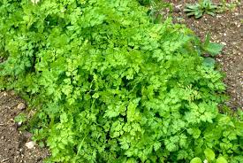 plant de cerfeuil