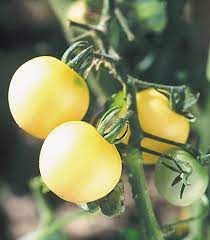 plant de tomate cerise blanche