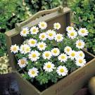 chrysanthème snowland