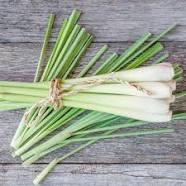 plant de citronnelle