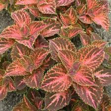 coleus wizard pastel