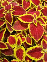 coleus wizard scarlett
