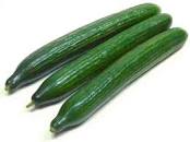 plant de concombre anglais