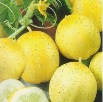plant de concombre citron