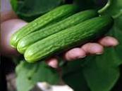 plant de concombre libannais