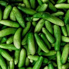 plant de concombre patio snacker