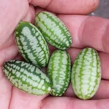 plant de concombre mexicain (cucamelon)