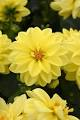 dahlia figaro jaune