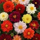dahlia figaro mix