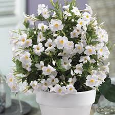 dipladenia blanc pot de 4 pouces