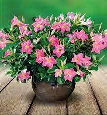 dipladenia rose pot de 4 pouces