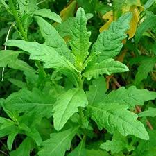 plant d'épazote