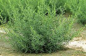 plant d'estragon