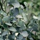 plant eucalyptus silver drop