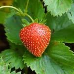 plant de fraises Amour