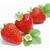 plant de fraise mignonnette