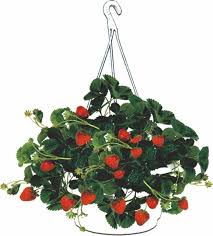 plant de fraise en panier suspendu