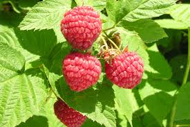 plant de framboise héritage