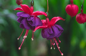 fushia dark eyes