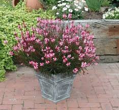 gaura rose