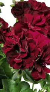 geranium lierre great ball of fire merlot