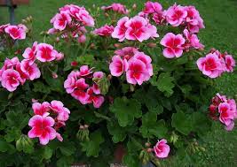 géranium mega rose splash