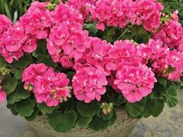 géranium pink