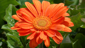 gerbera orange