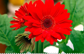gerbera rouge