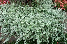 helichrysum mini silver