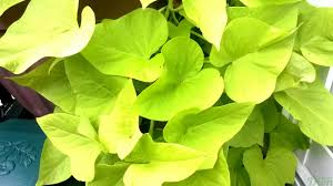 ipomea lime
