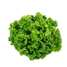 laitue frisée verte