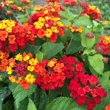 lantanna rouge